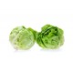 Butterhead Lettuce