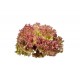 Red Coral Lettuce