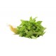Chinese Spinach