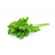 Coriander