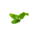 Herbs