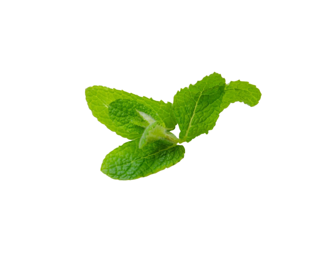 Herbs