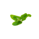 Herb - Mint  [薄荷]