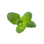 Herbs
