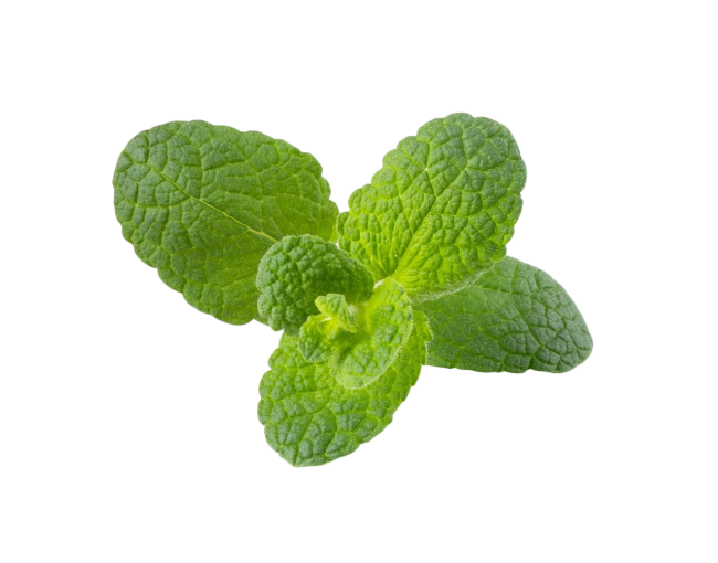 Herbs