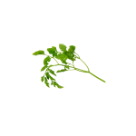 Herbs