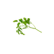 Chervil
