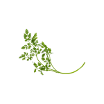 Herbs