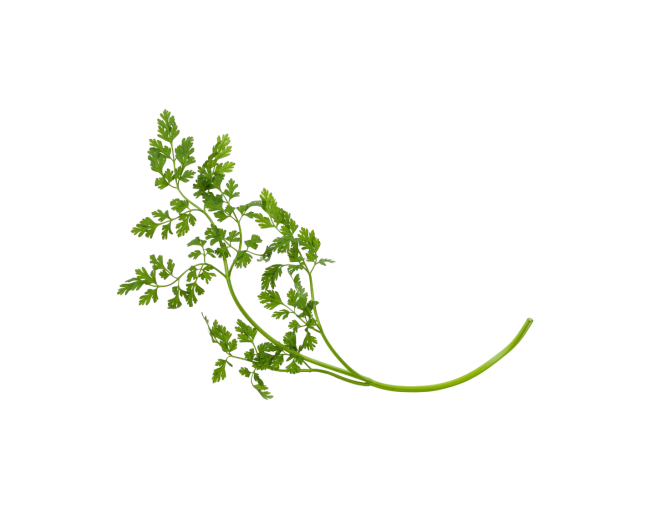 Herbs
