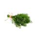 Dill