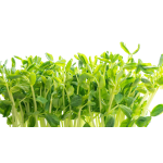 Vegetables