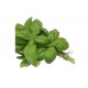 Herb - Basil Thai Sweet