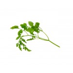 Herbs