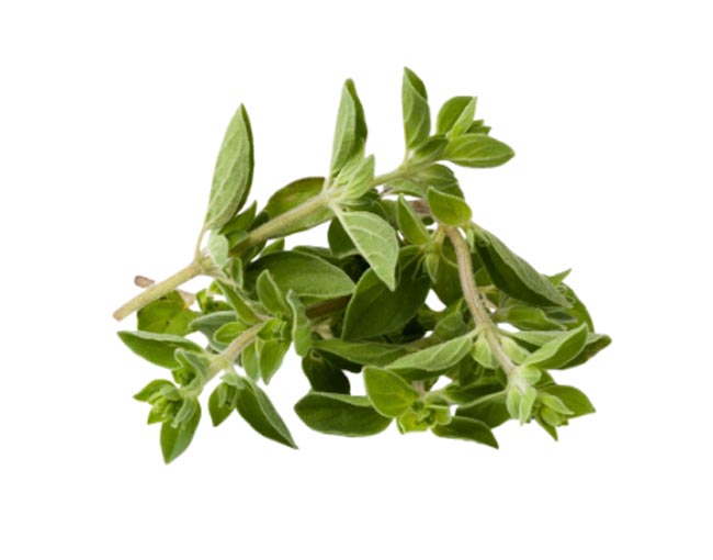 Herbs