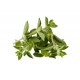 Herb - Oregano