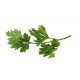 Herb - Parsley English