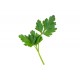 Herb - Parsley Italian