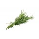 Herb - Rosemary