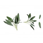 Herbs