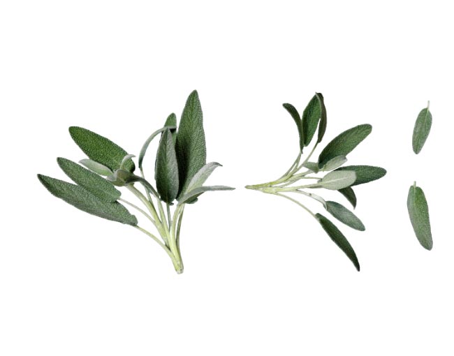 Herbs