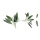 Herb - Sage