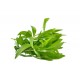 Herb - Tarragon
