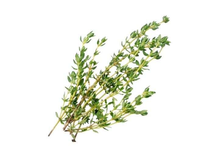Herbs