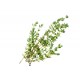 Herb - Thyme