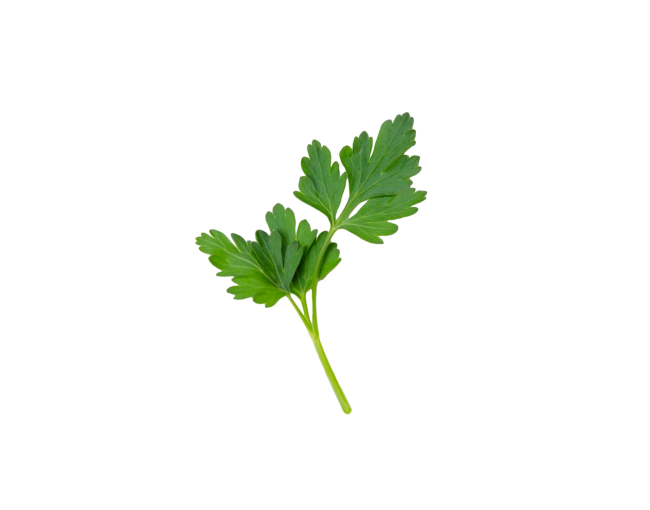 Herbs