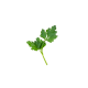 Italian Parsley