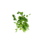 Herbs