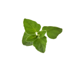 Herbs