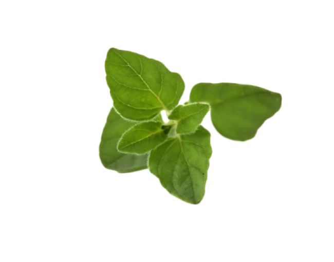 Herbs