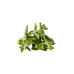 Herbs