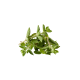 Oregano
