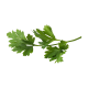 English Parsley