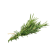 Rosemary