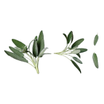 Herbs