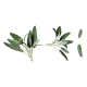 Sage