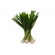 Spring Onion