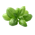 Herbs