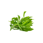 Herbs