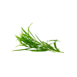 Herbs