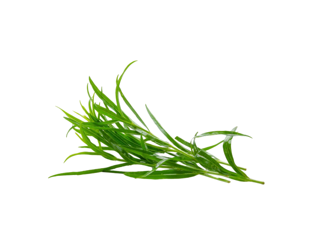 Herbs