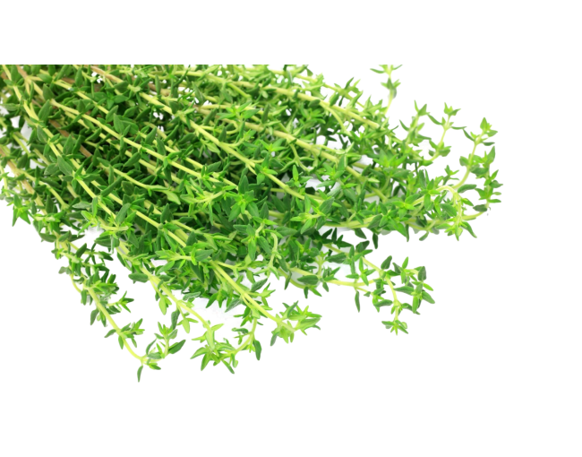 Herbs