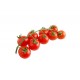 Tomato Cherry Red