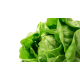 Baby Butterhead Lettuce