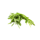 Kang Kong (Water Spinach)