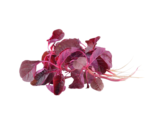 Vegetables