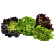 Salanova Mix Butterhead Lettuce